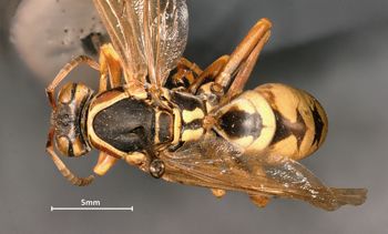 Media type: image;   Entomology 33154 Aspect: habitus dorsal view